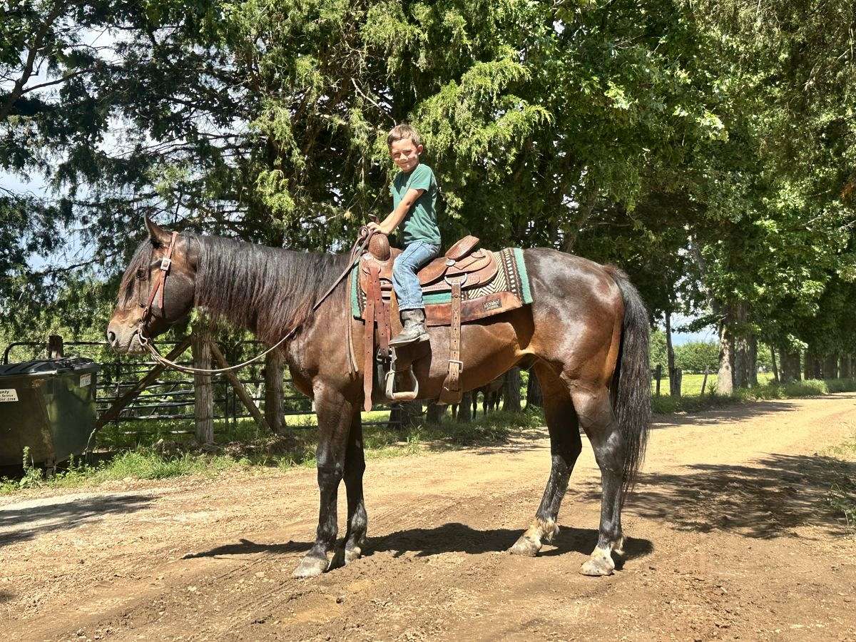 Gentle Riding Nice Family Horse Gentle Broke to Ride - Ariat