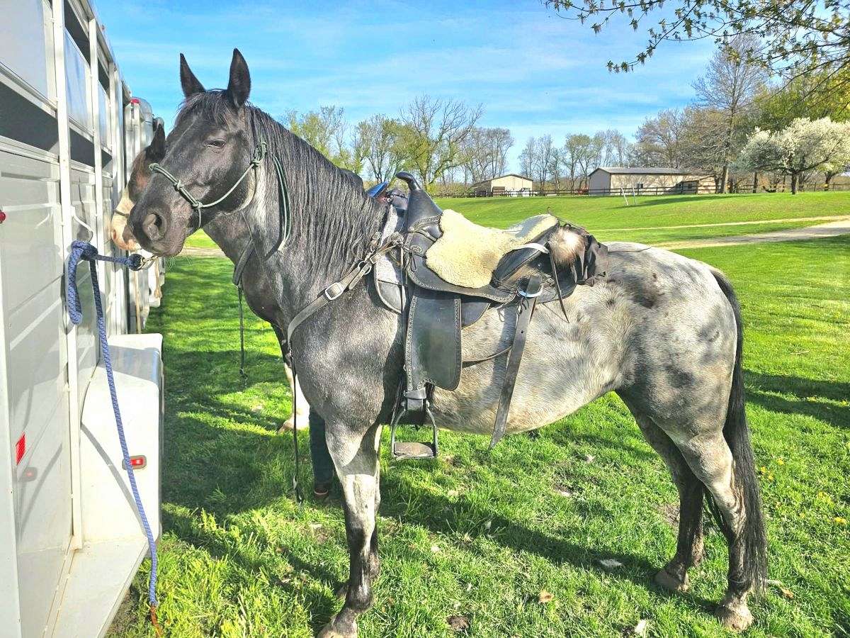 Reg TWH,2016 Model,Trail Deluxe Blue Roan Mare