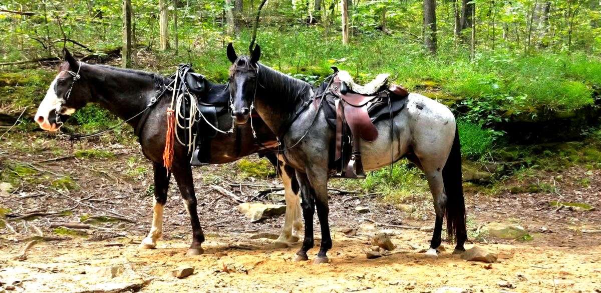 Reg TWH,2016 Model,Trail Deluxe Blue Roan Mare
