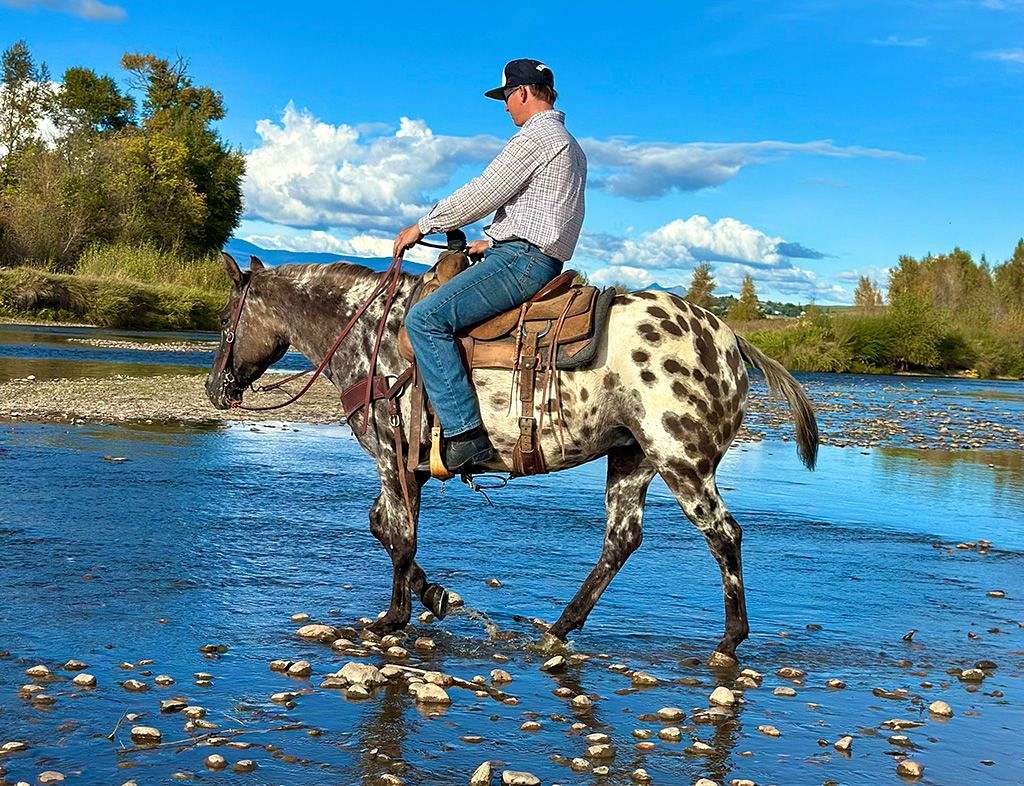 Black Leopard Trail & Pack Appaloosa Mare