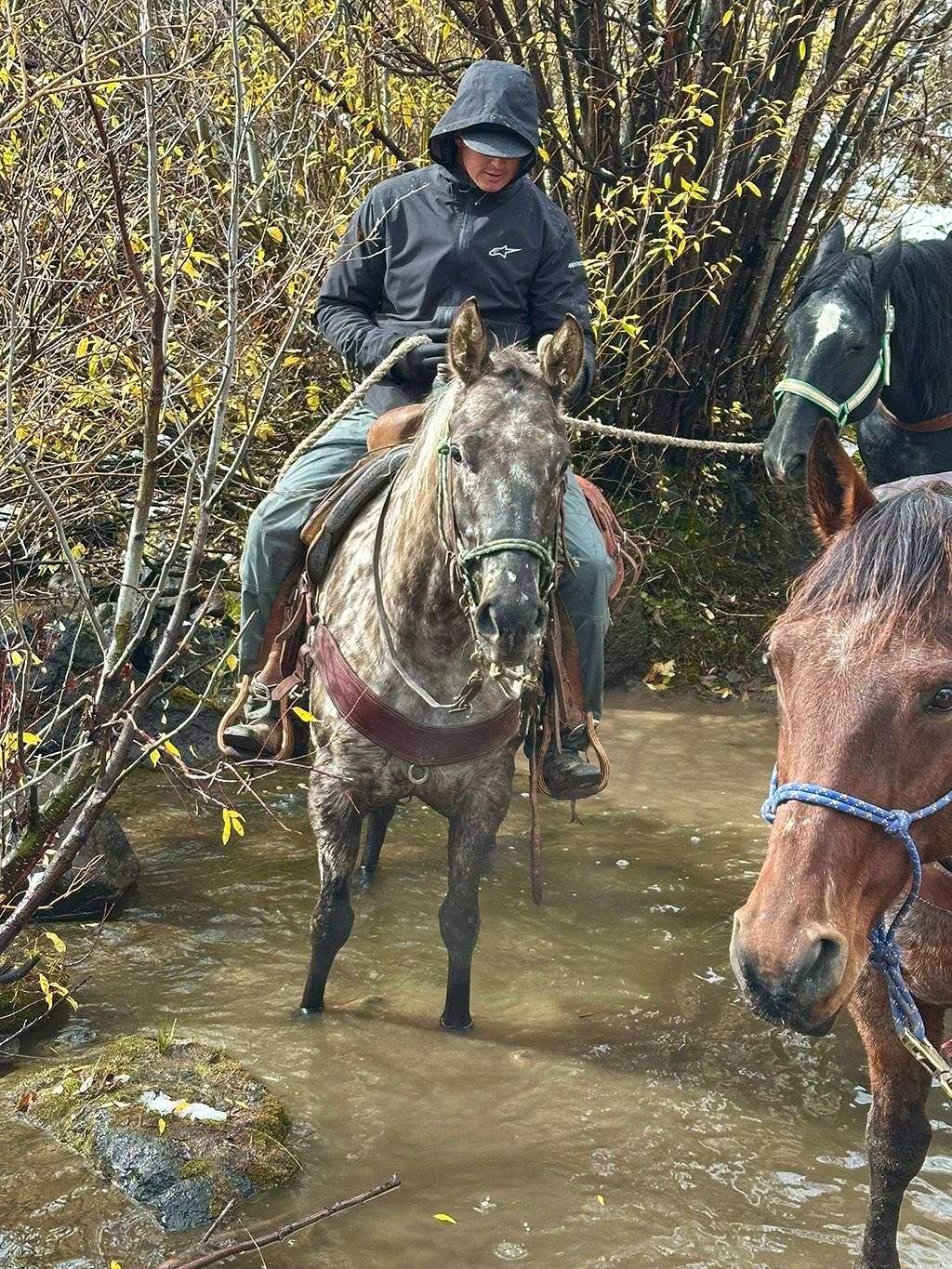 Black Leopard Trail & Pack Appaloosa Mare