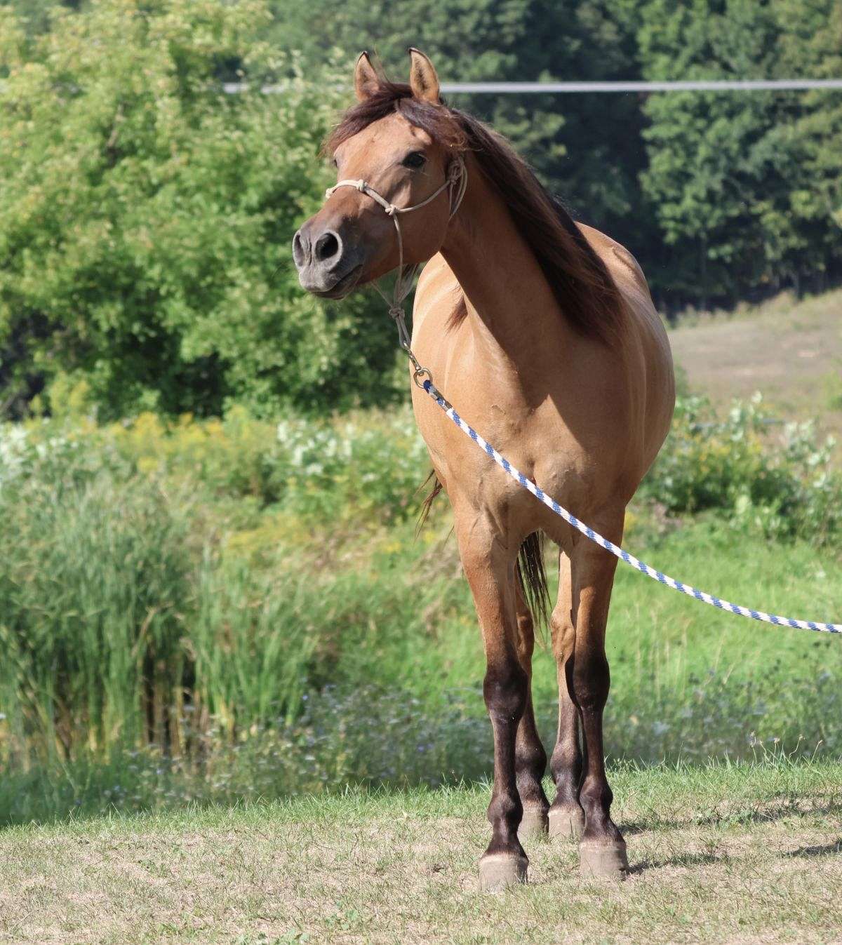 Buckskin Dun Morgan Gelding