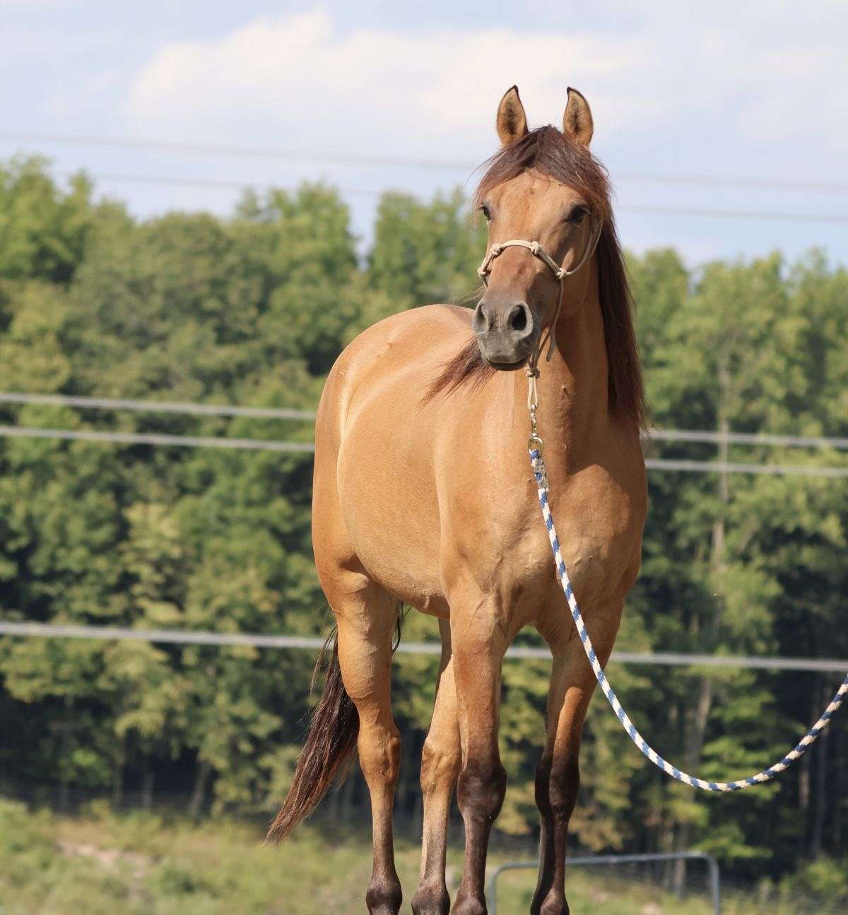 Buckskin Dun Morgan Gelding