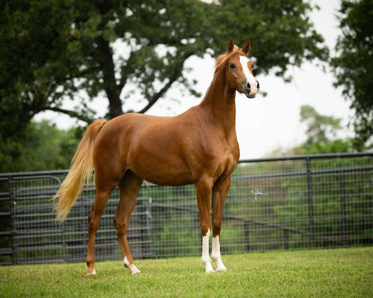 Stunning Mare- Under Saddle
