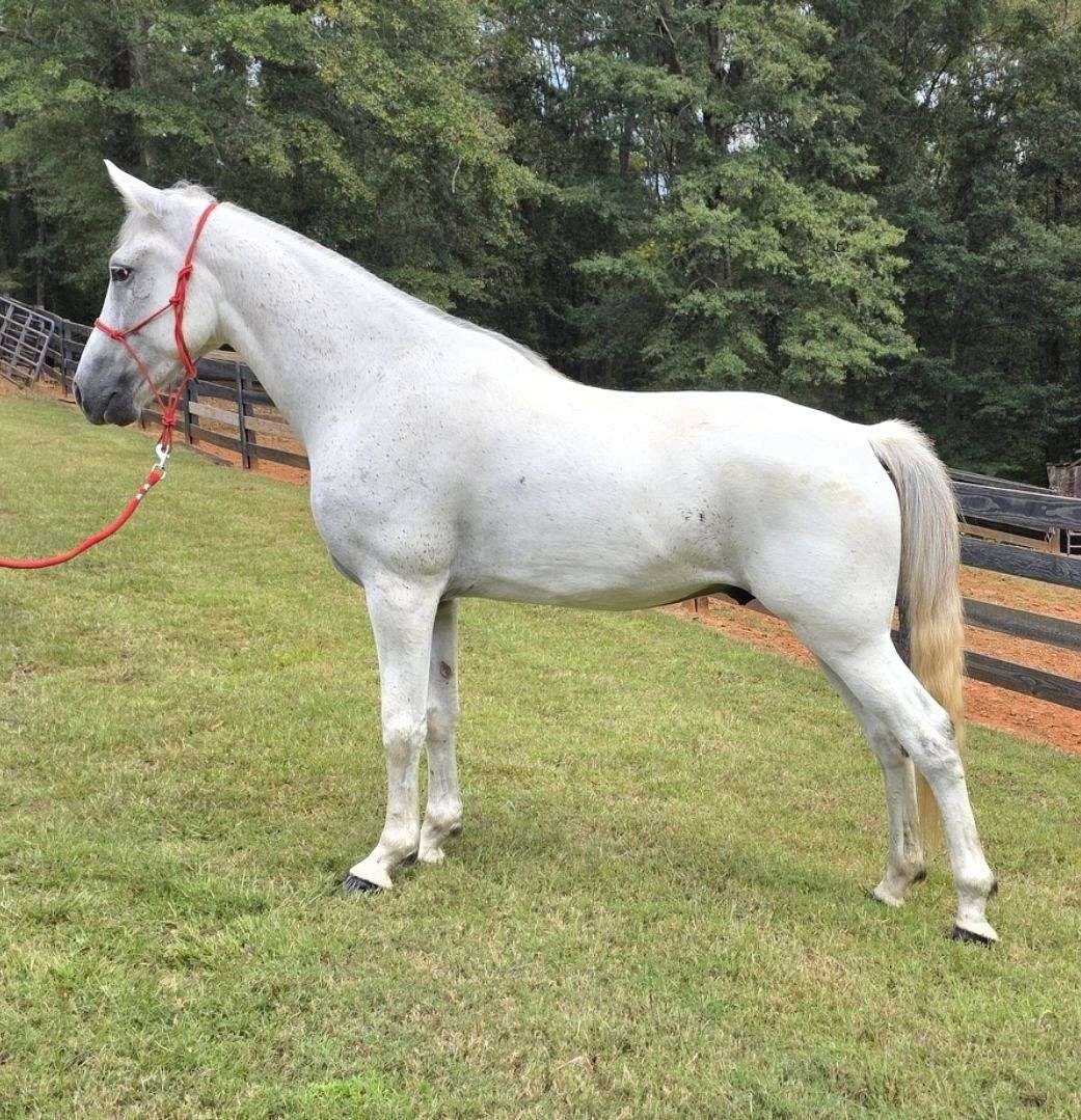 Kevin *Fun *Gaited *Show *Trail *Grey