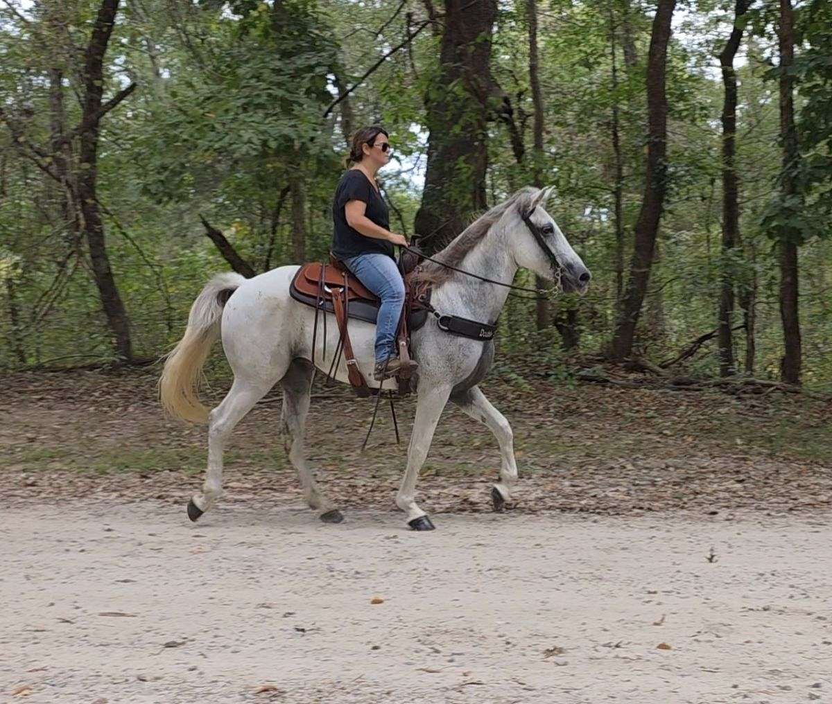 Kevin *Fun *Gaited *Show *Trail *Grey