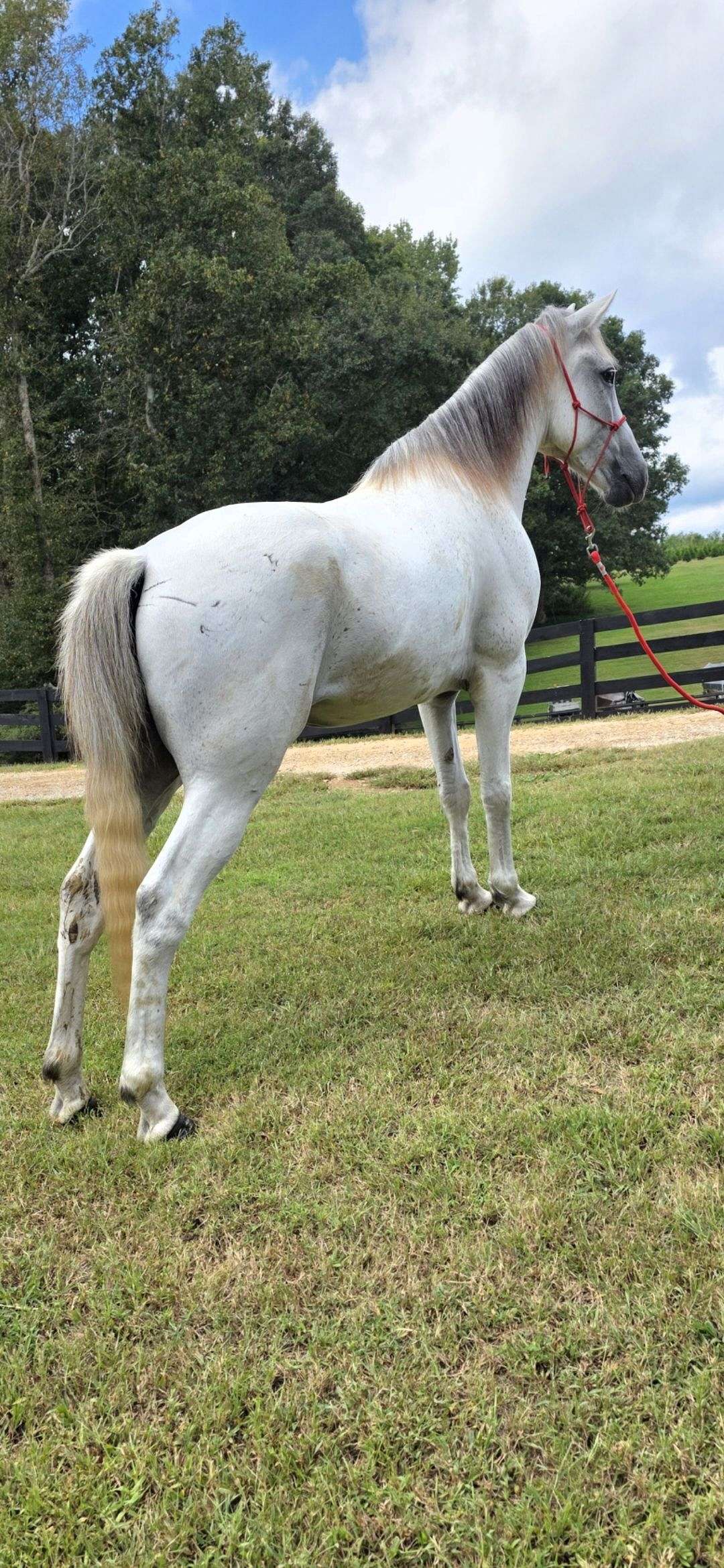 Kevin *Fun *Gaited *Show *Trail *Grey