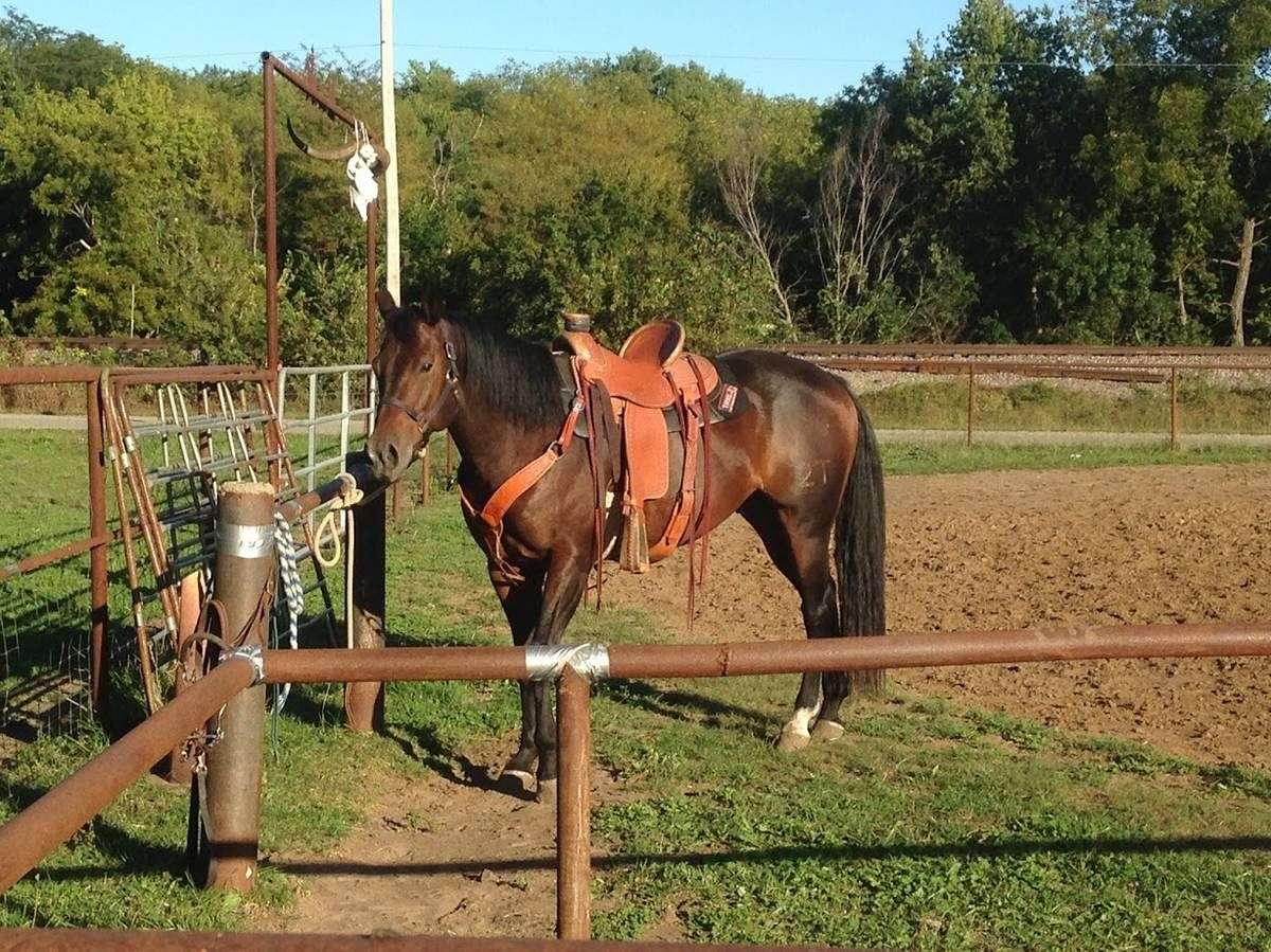 Quarter Horse Ranch Gelding