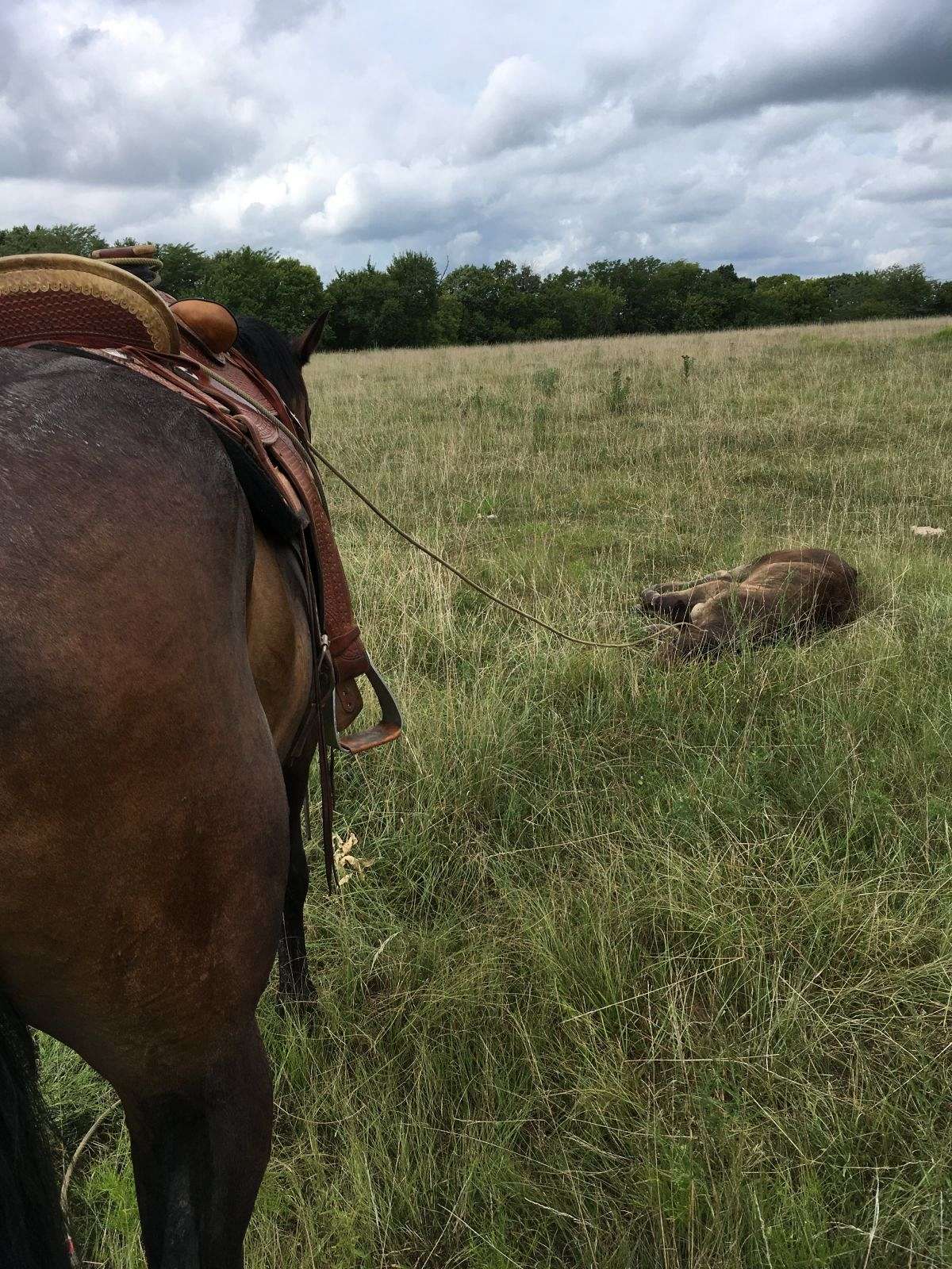 Quarter Horse Ranch Gelding