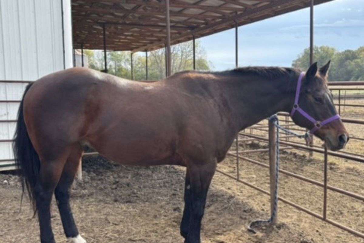 Quarter Horse Ranch Gelding