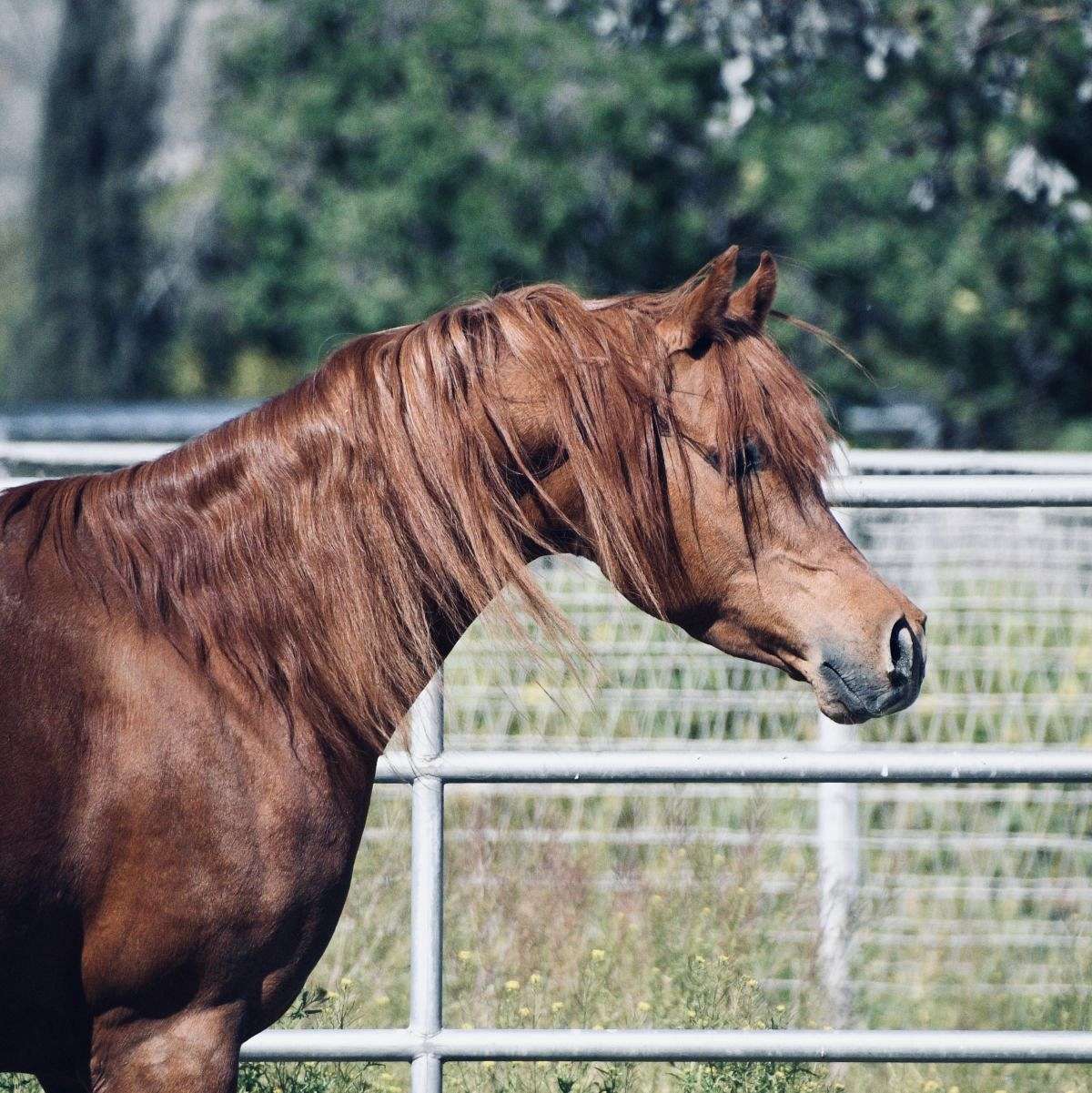 Arena/Trail Horse