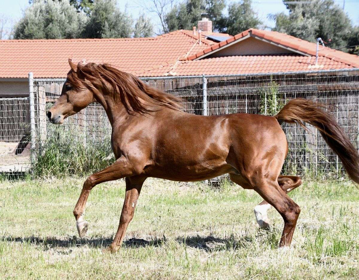 Arena/Trail Horse