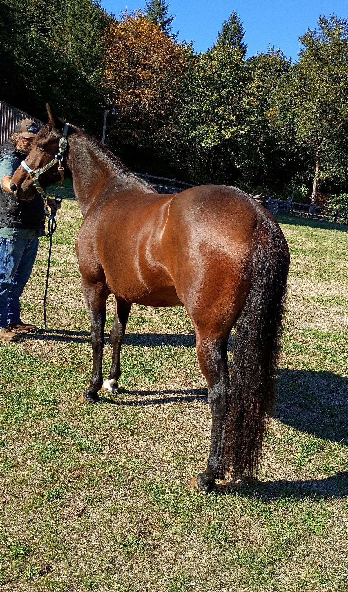 Beautiful Morgan Quarter Mare