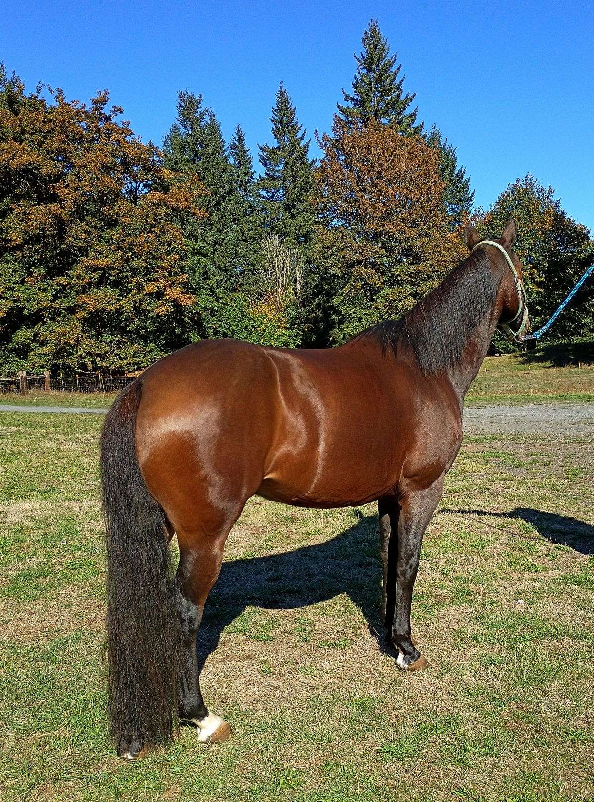 Beautiful Morgan Quarter Mare