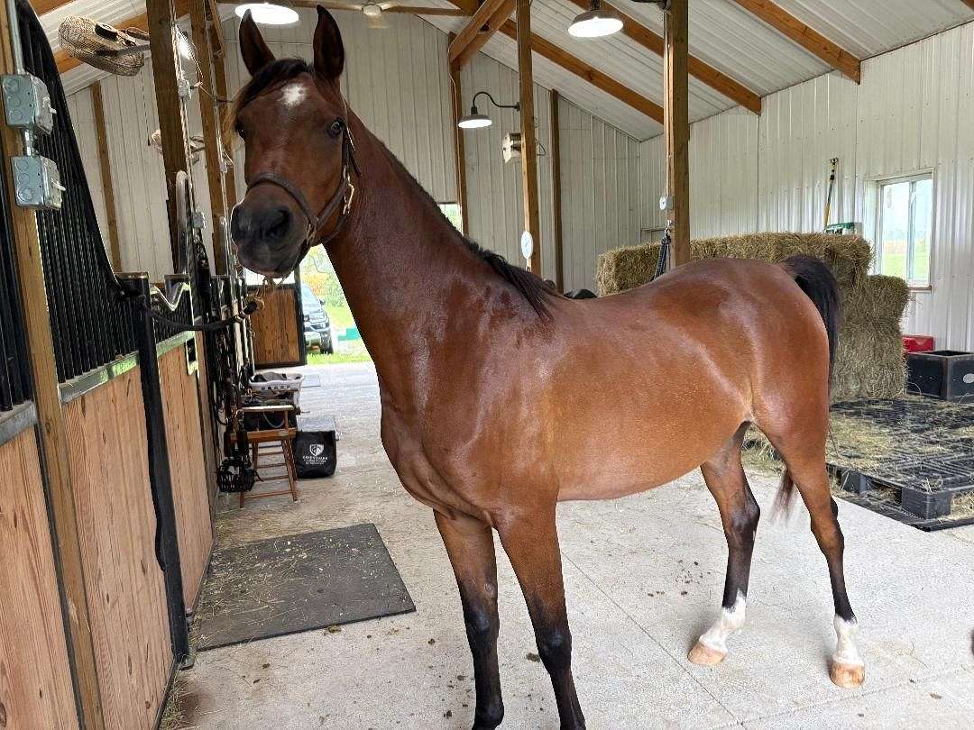 Lovely Young Arabian Gelding Seeks Trail Partner and Adventures