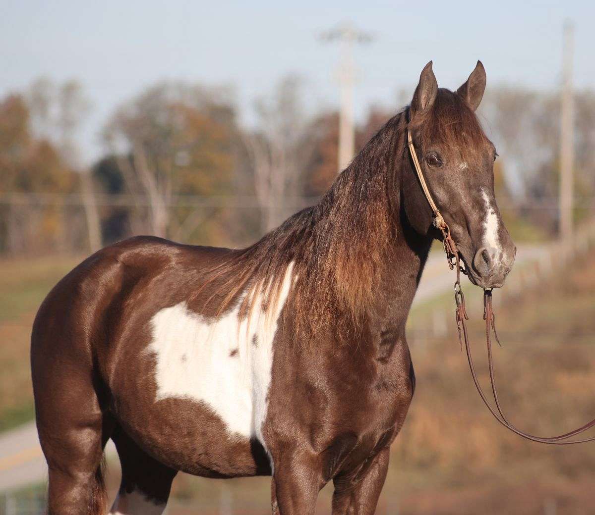 Tennessee Walking Horse for Sale