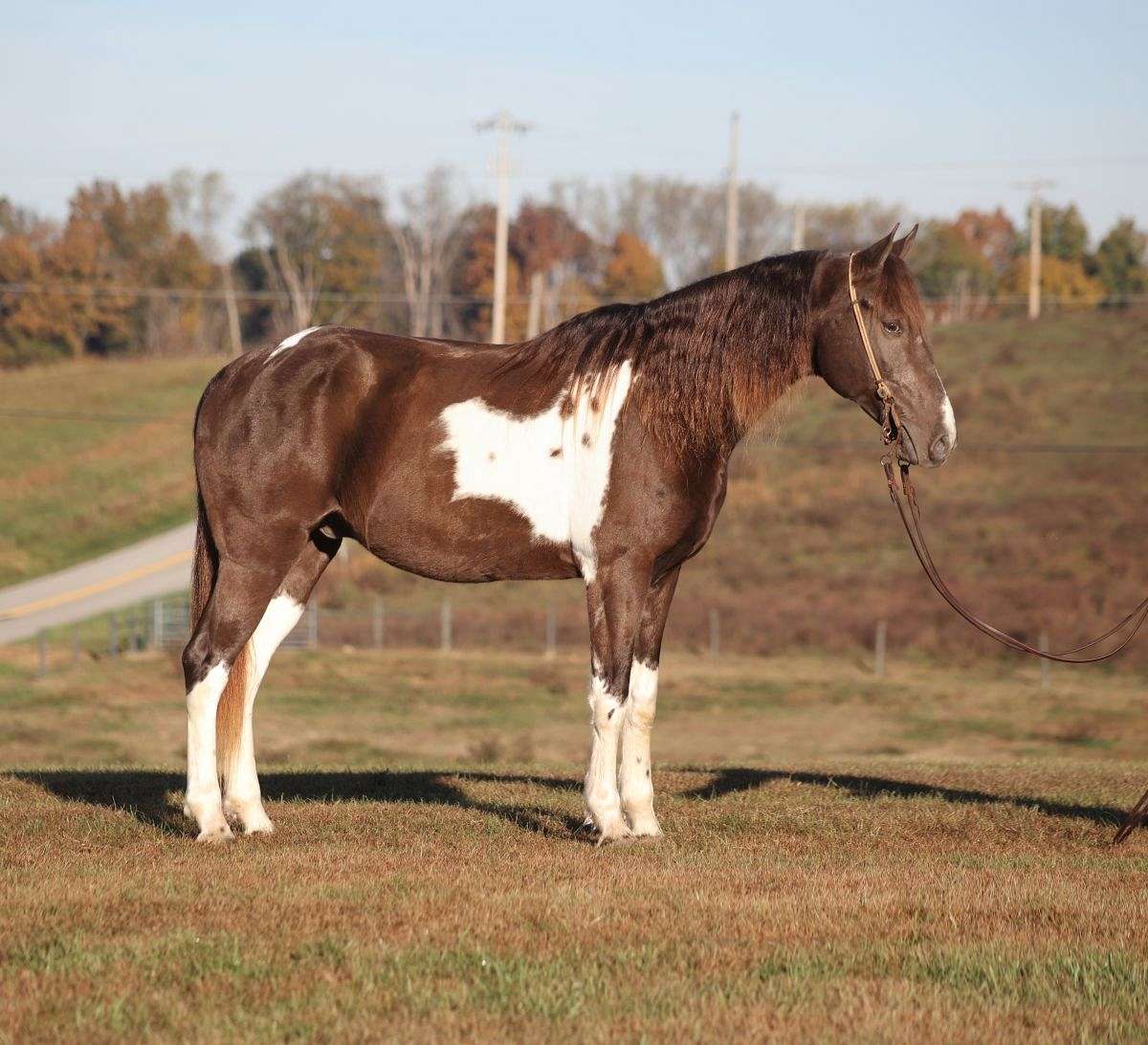 Tennessee Walking Horse for Sale