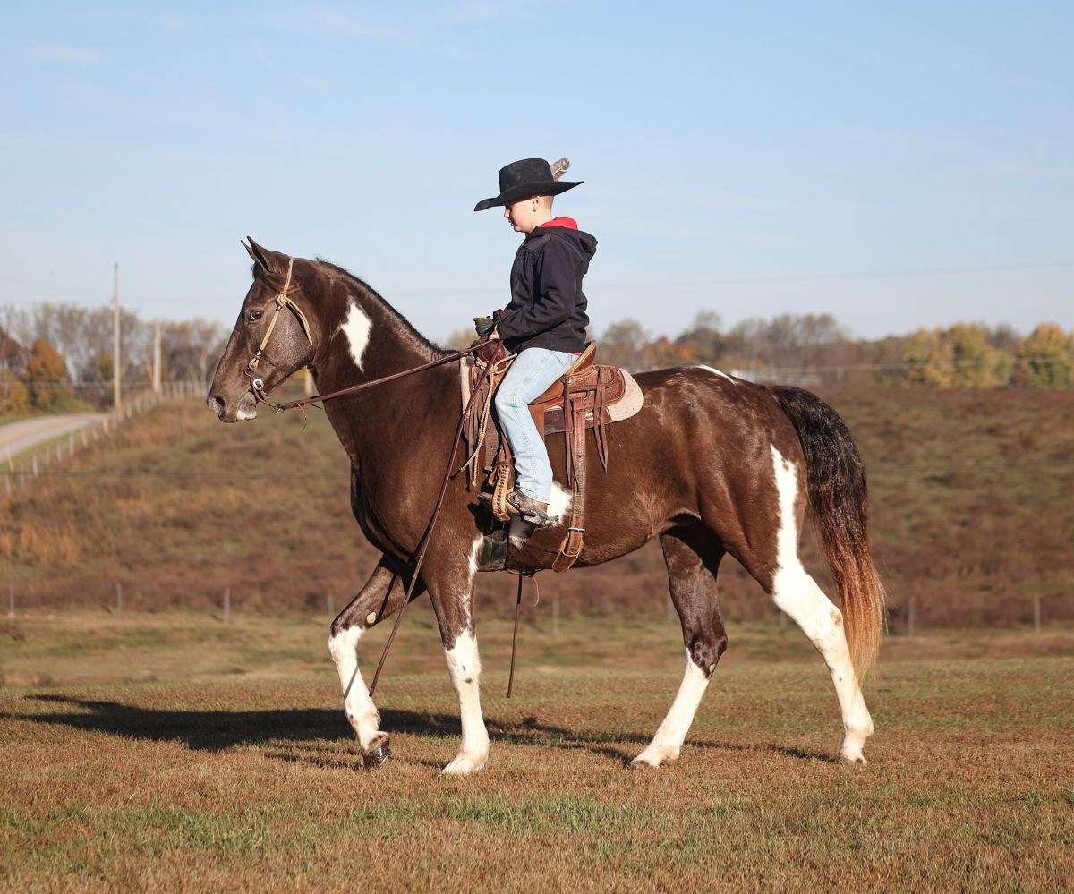 Tennessee Walking Horse for Sale