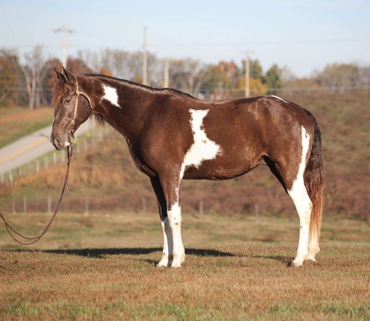 Tennessee Walking Horse for Sale