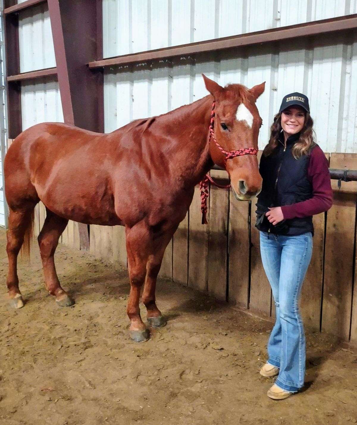 BG Equine Sports Therapy