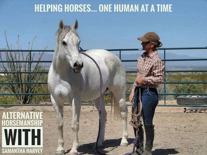 Alternative Horsemanship™ the Remote Horse Coach