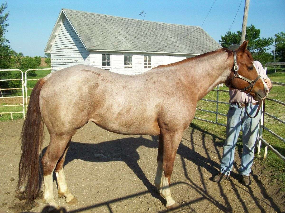 red roan quarter horse