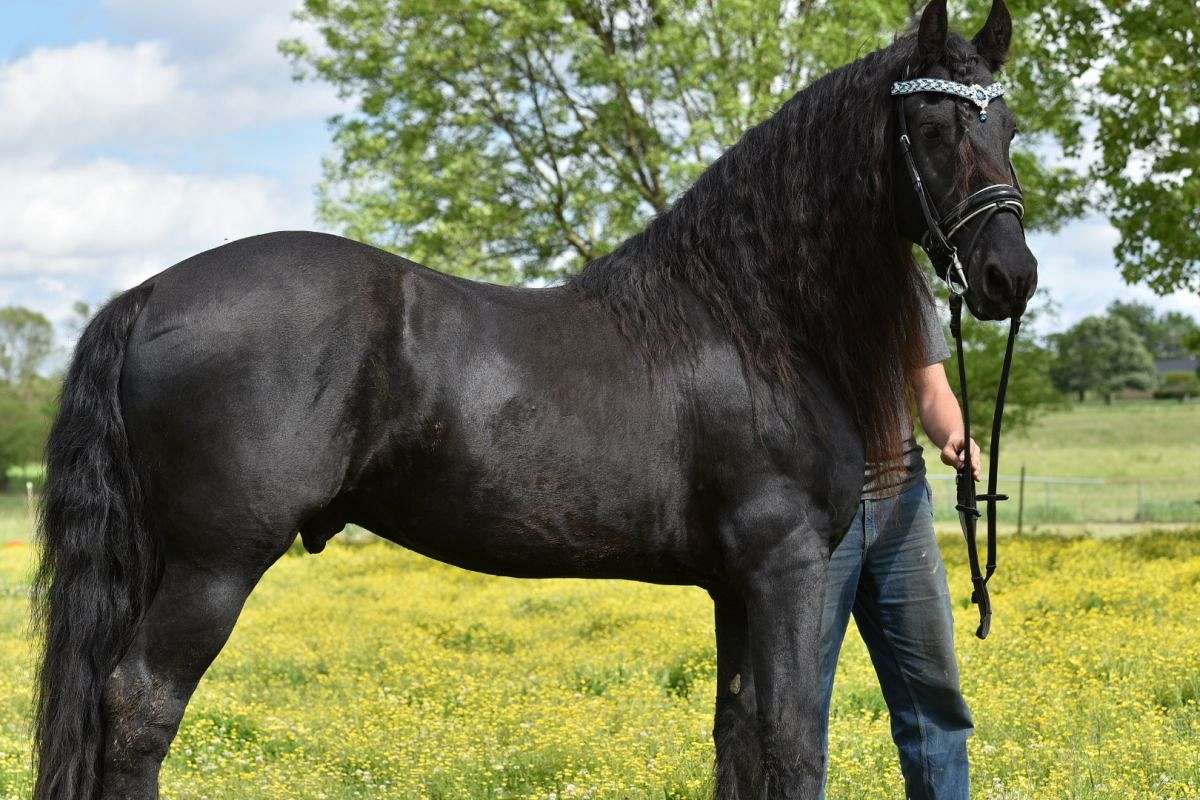 Stallion Horse
