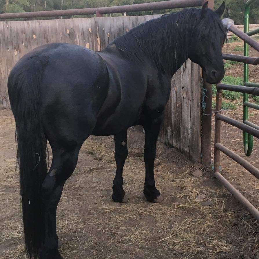 At Stud-Friesian/Percheron/QH Cross