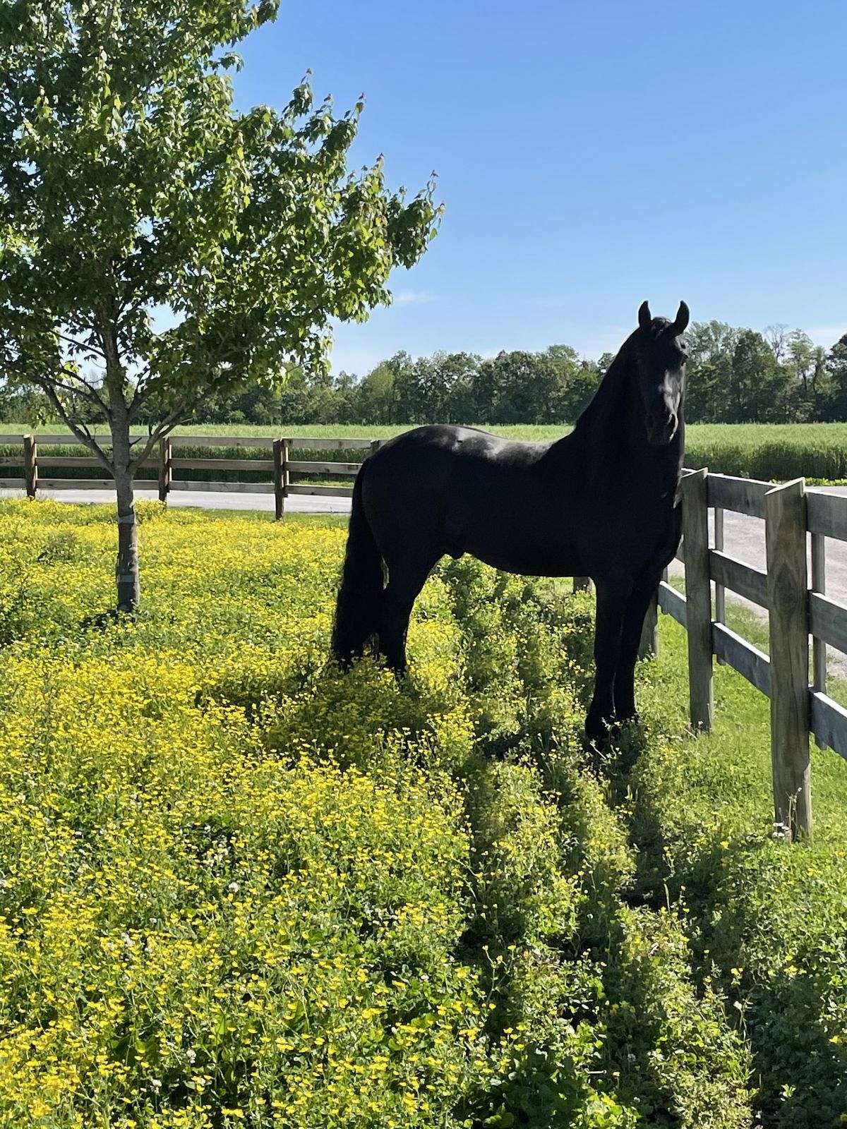 Imported Friesian Stallion at Stud