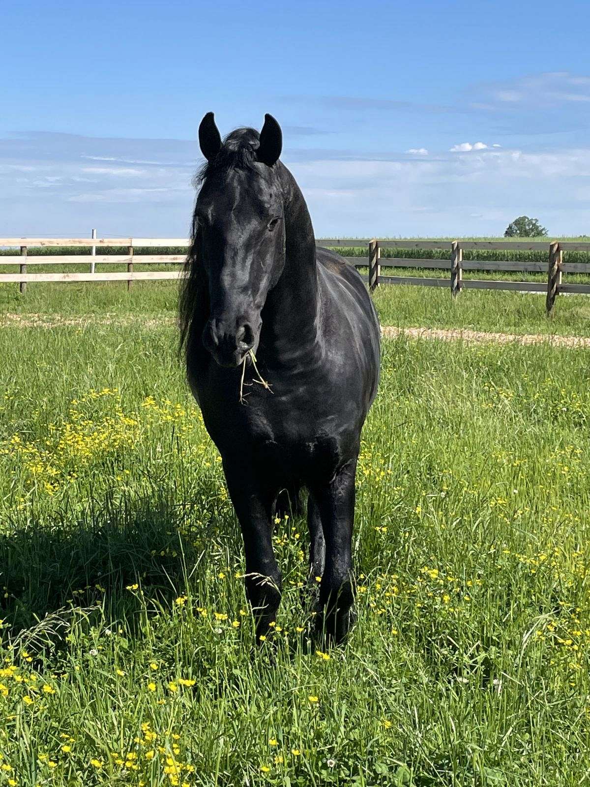 Imported Friesian Stallion at Stud