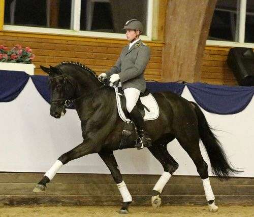 Dubarry - Dark Handsome Hanoverian Stallion standing Eurequine