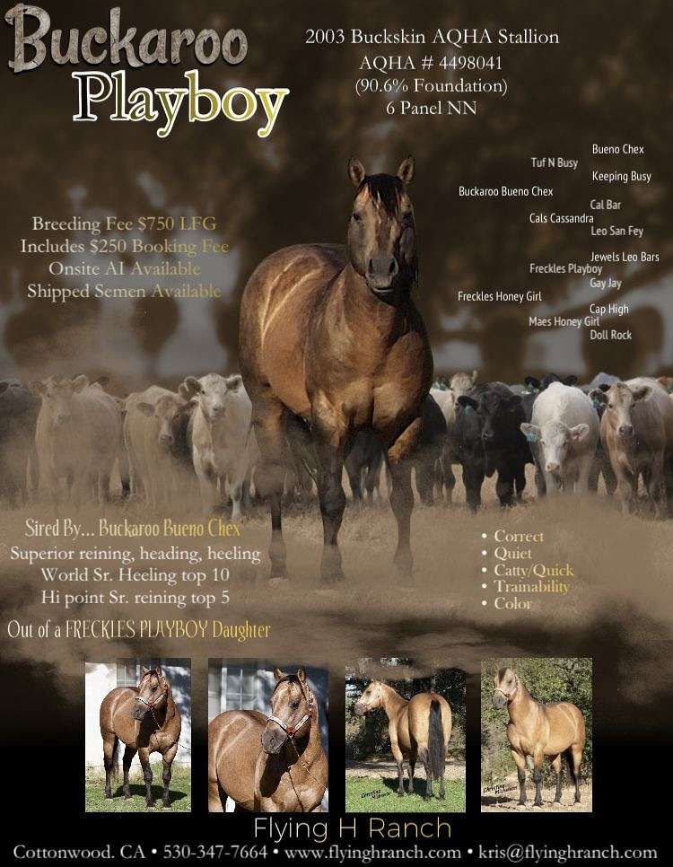 AQHA Buckskin Stallion Buckaroo Playboy