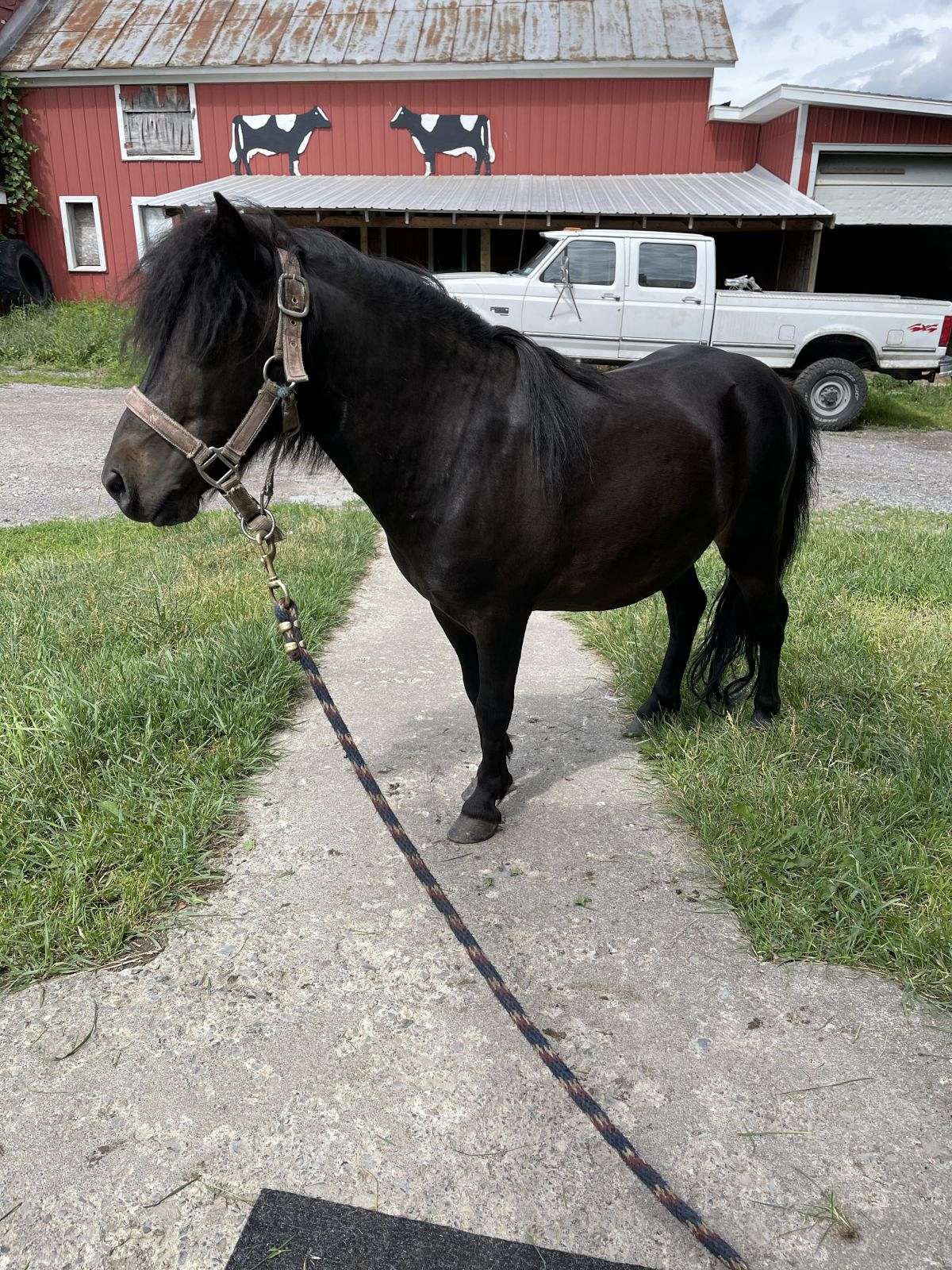 Miniature stallion for stud