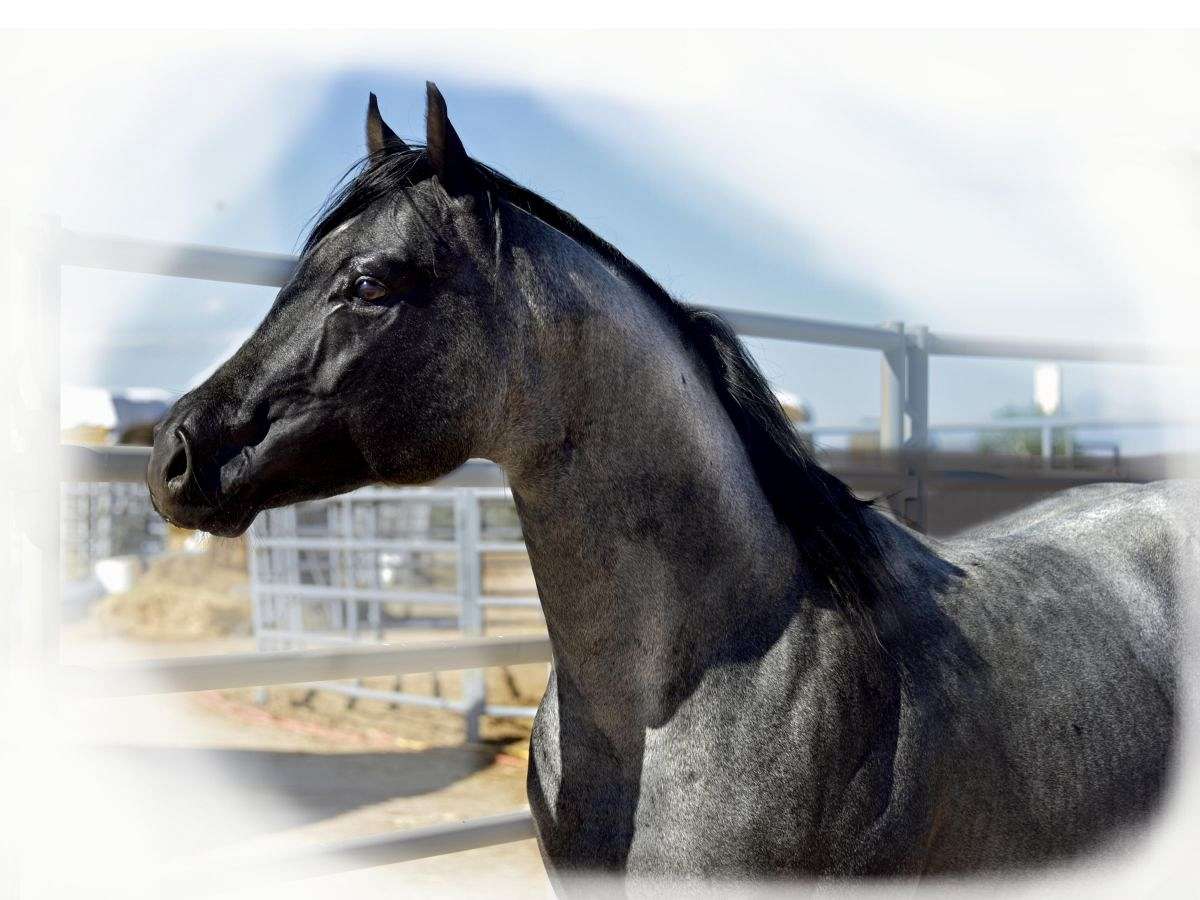 Homozygous black and roan stallion