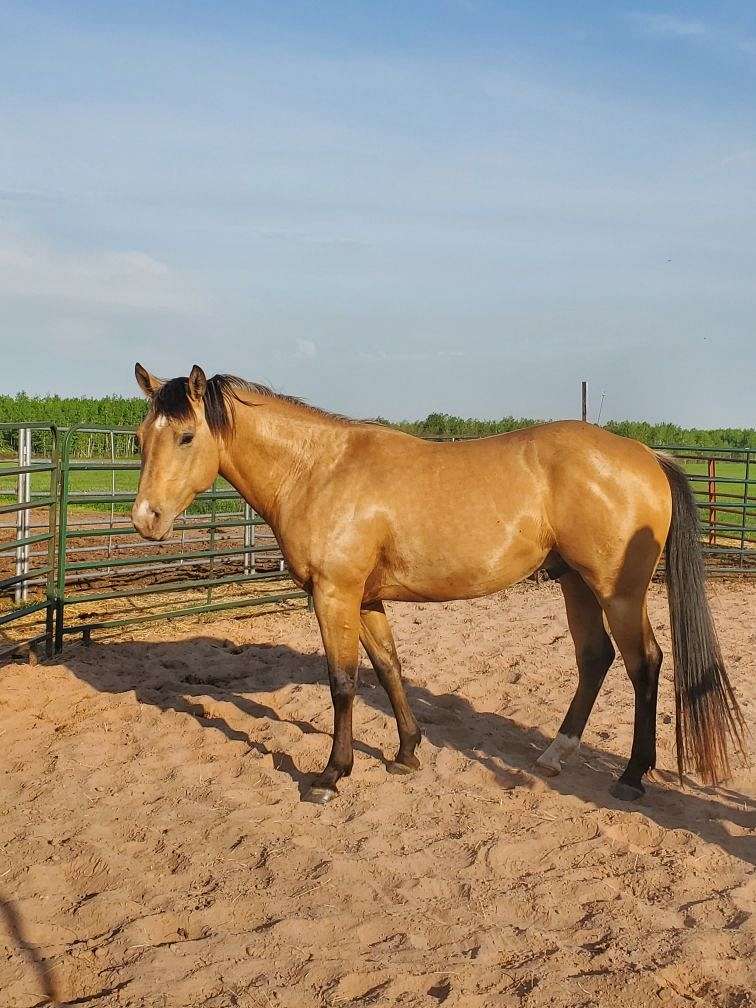 Spark Dun It Right 2020 AQHA Buckskin Stallion standing at stud near Duluth