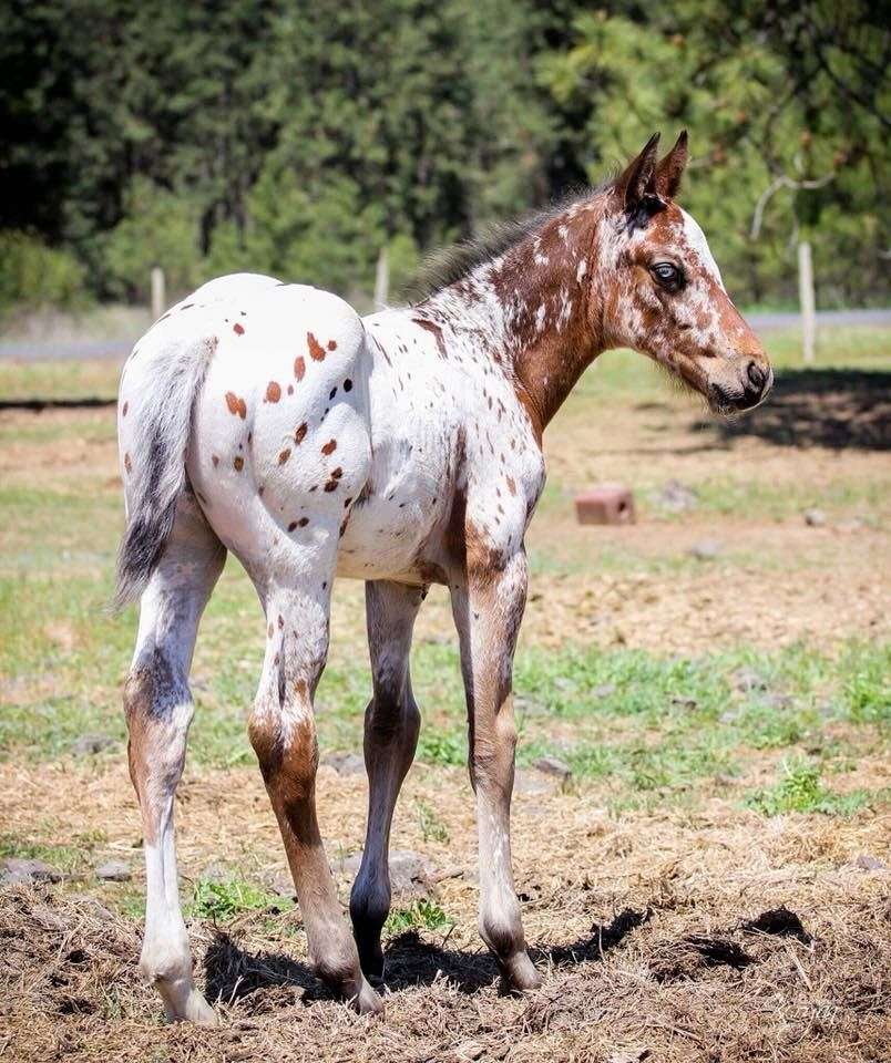 Appaloosa Horse Foals