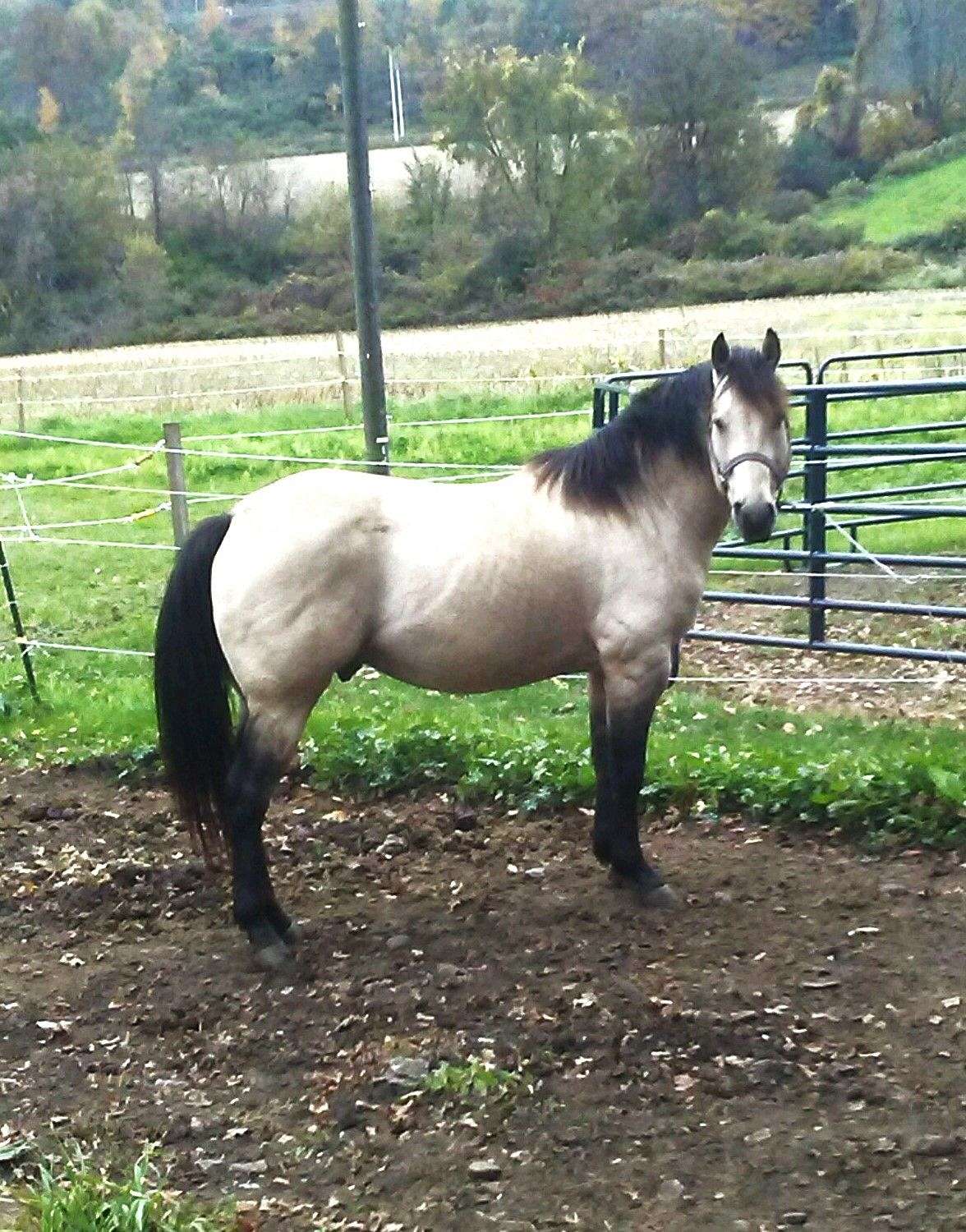 AQHA Registered Quarter horse Buckskin Stallion