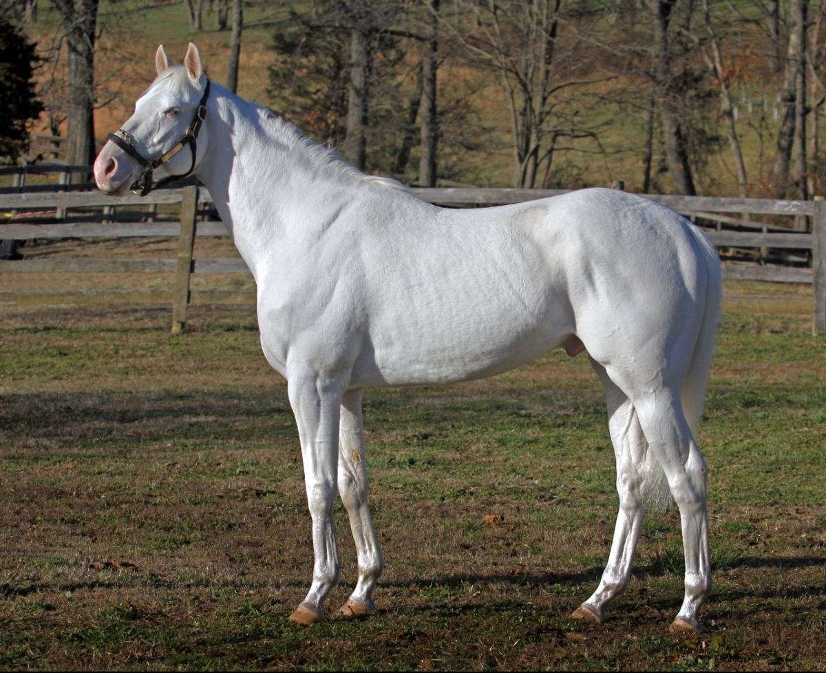 Rare White Thoroughbred Stallion Standing in Ocala