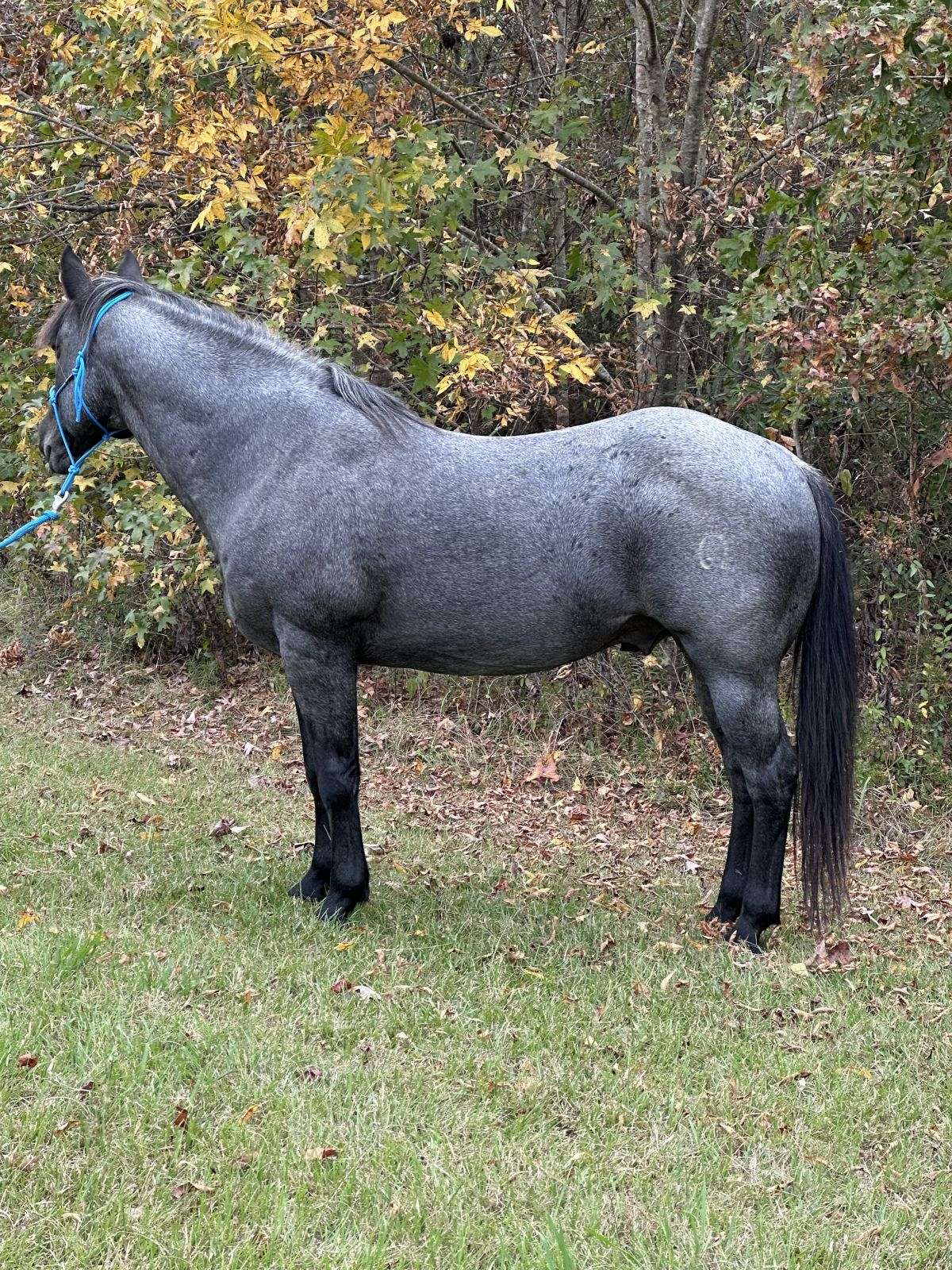 Blue roan stallion. Blue Valentine bred., image size:1200x1600