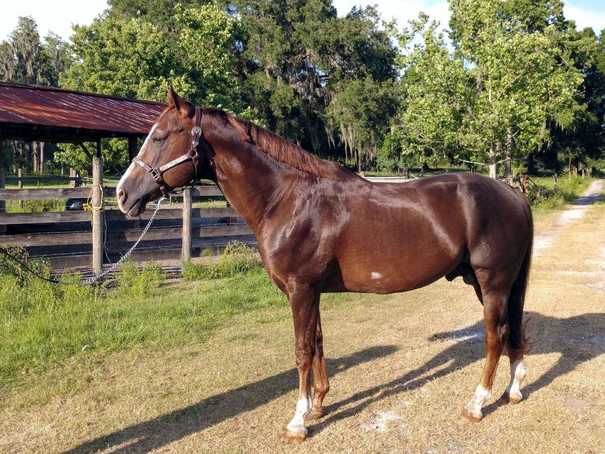 STUD SERVICE - AQHA - STALLION - Two Eyed Jack, San Pep