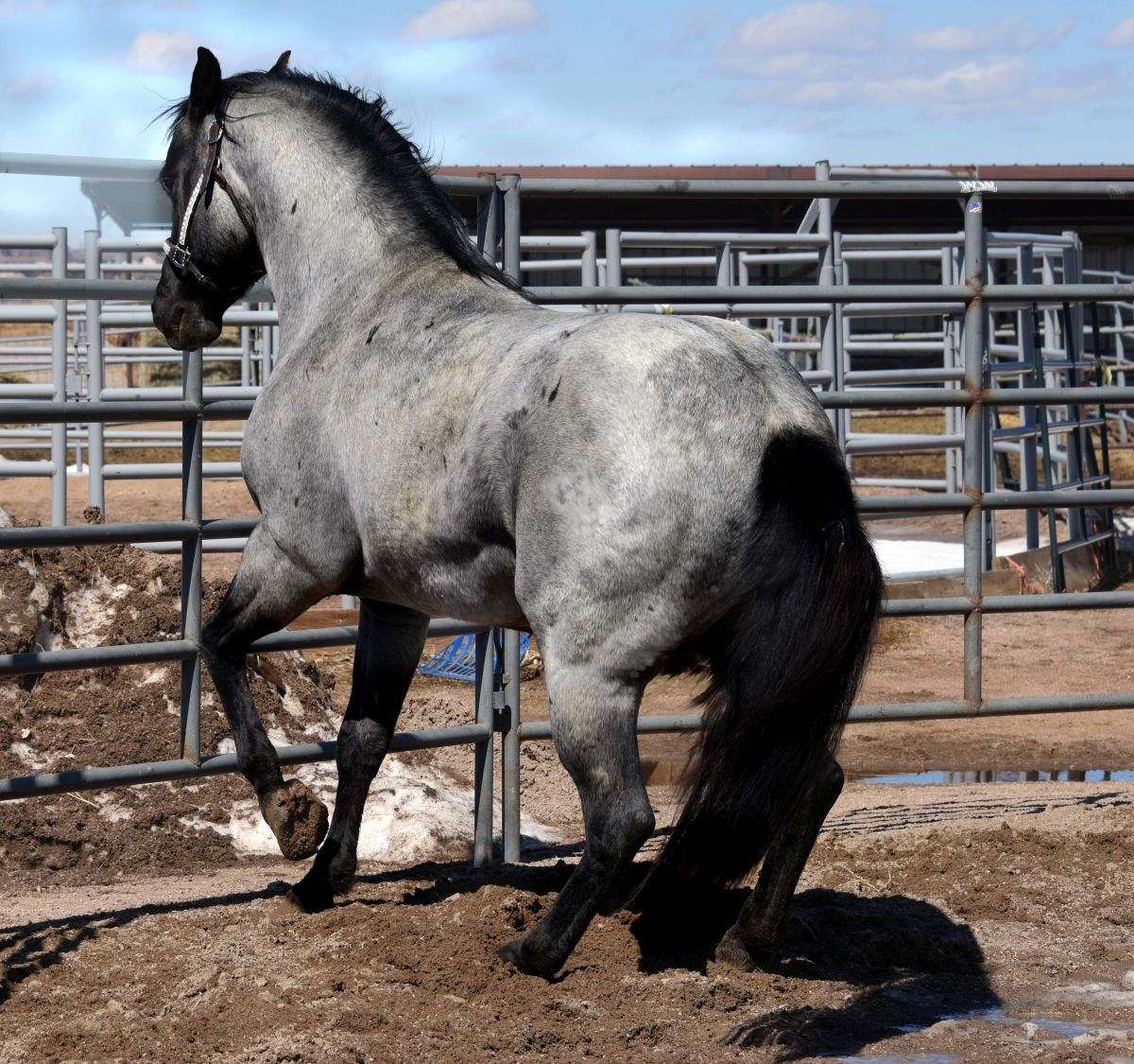 dark blue roan horses