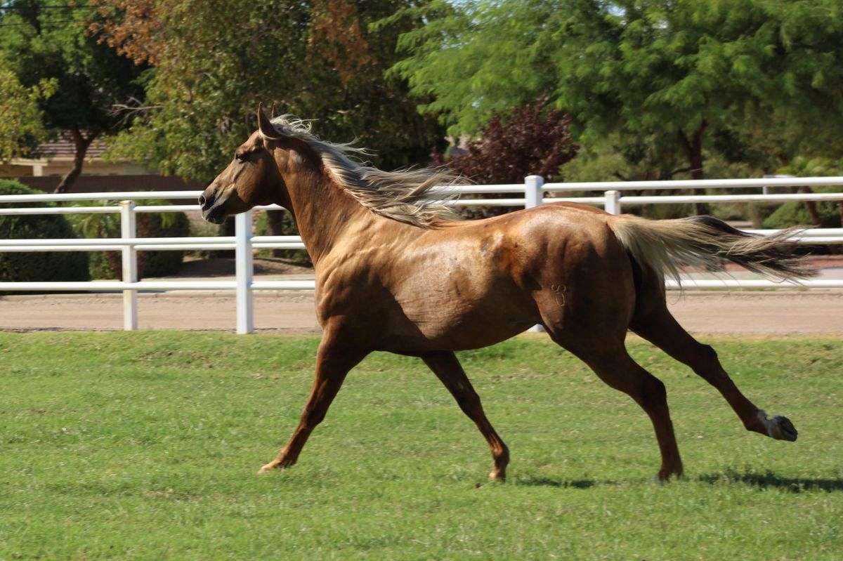 PALOMINO Frenchmans Guy/Disco Jerry Grandson at stud!