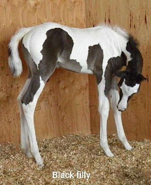 world champion producer homozygous