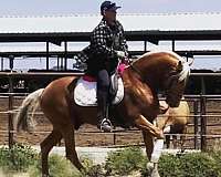 beginner-safe-lusitano-horse