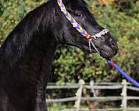 crabbet-arabian-horse