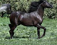 breeding-stock-arabian-horse
