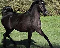 14-hand-black-horse