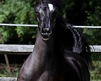 black-arabian-filly