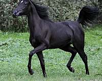 black-aha-filly