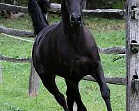 black-aha-horse